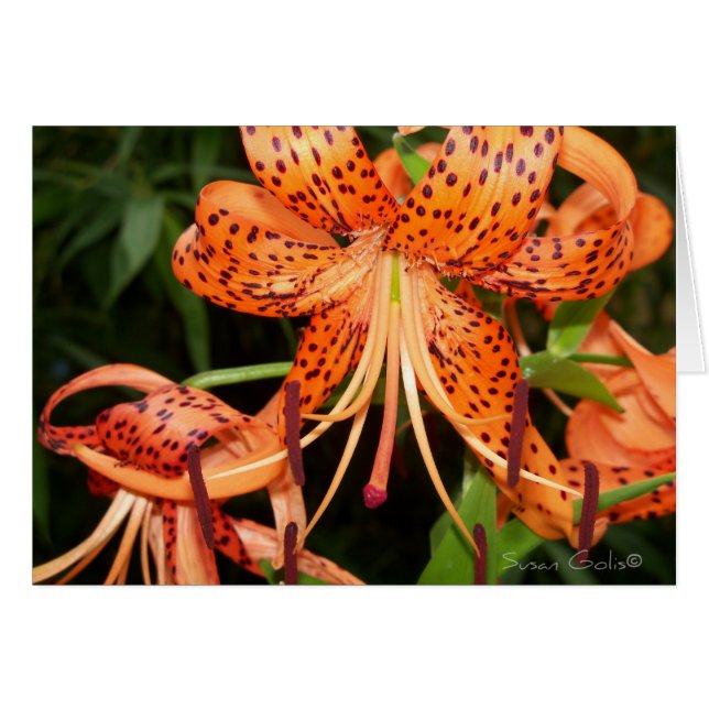 Tarjeta de flor de Lily Tiger Lily naranja (Anverso (Horizontal))