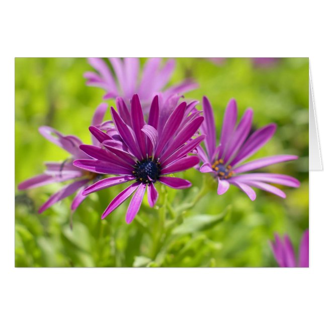 Tarjeta de Flor de Margarita Africana (Anverso (Horizontal))