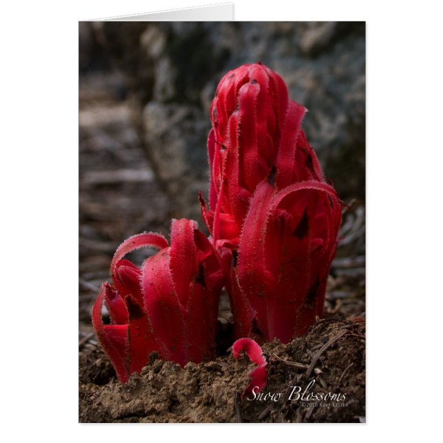 Tarjeta de flor de nieve (Frente)