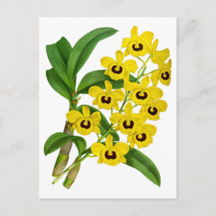 Tarjeta de flor de orquídeas amarillas