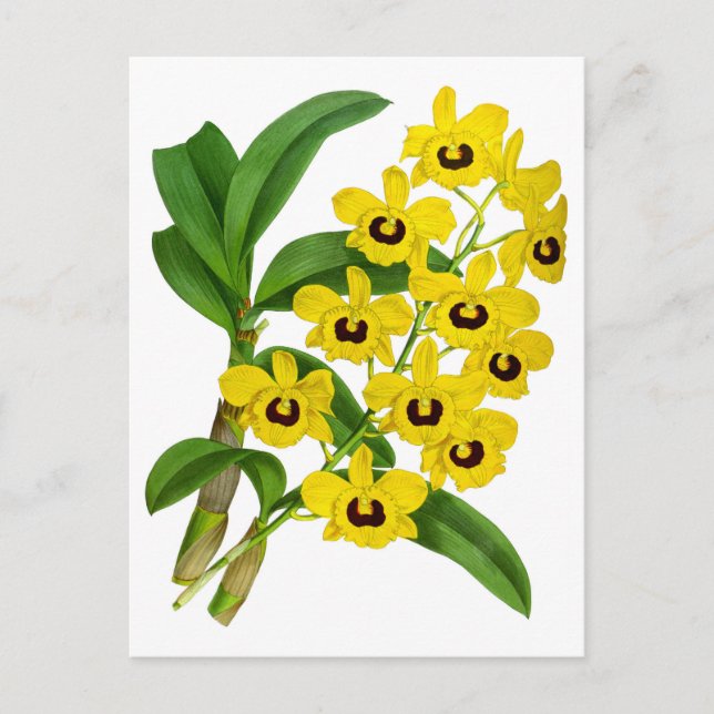Tarjeta de flor de orquídeas amarillas (Anverso)