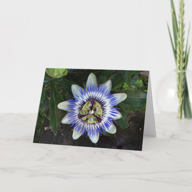 Tarjeta de flor de pasión #2 (Anverso)