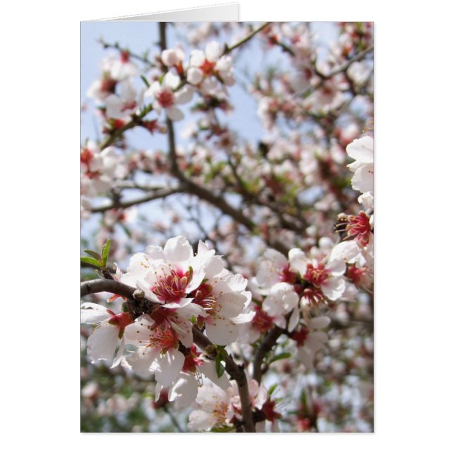 Tarjeta de flor de primavera (Frente)