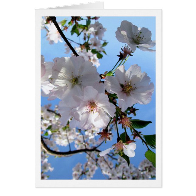 Tarjeta de flor de primavera (Frente)