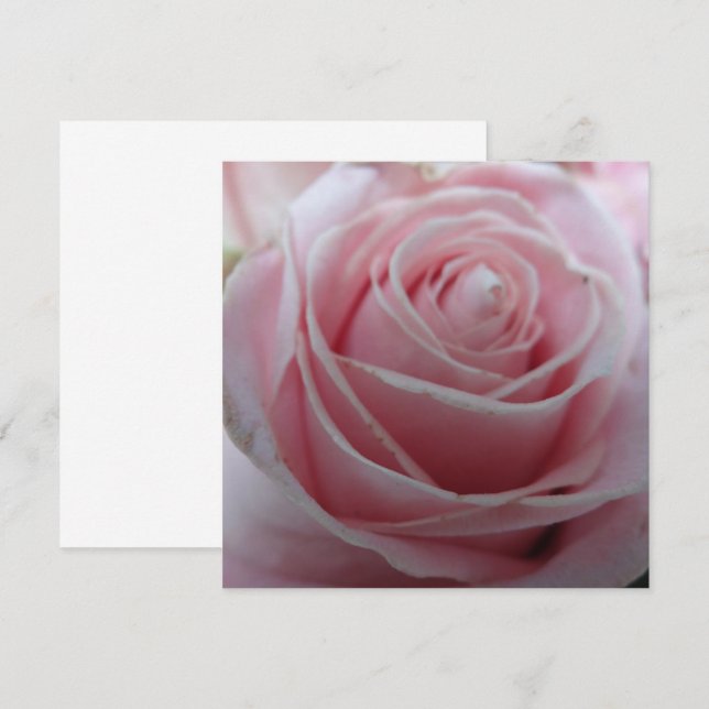 Tarjeta de flor de Rosa suave (Anverso / Reverso)