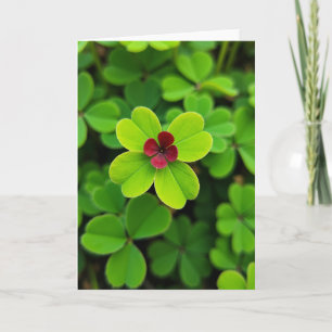 Tarjeta de flor de trébol de cuatro hojas