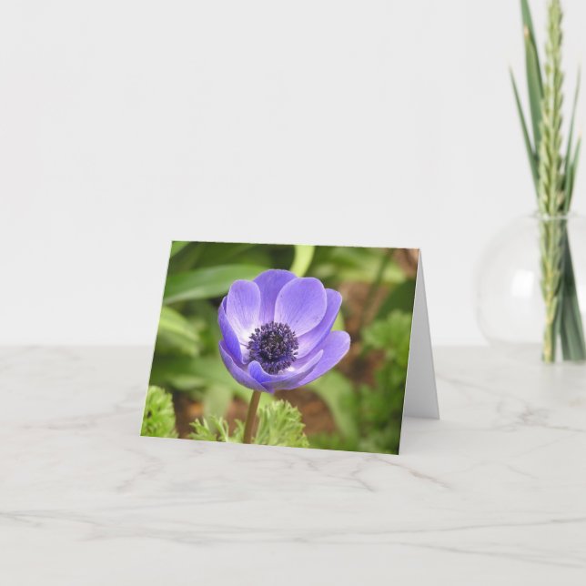Tarjeta de flor de viento (Anemone coronaria) (Anverso)