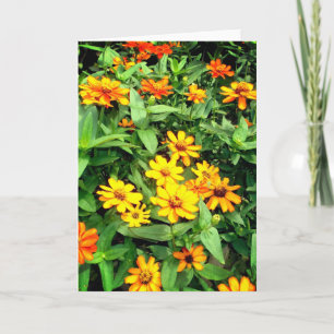Tarjeta de flor de zinnia. Amarillo, naranja y ver