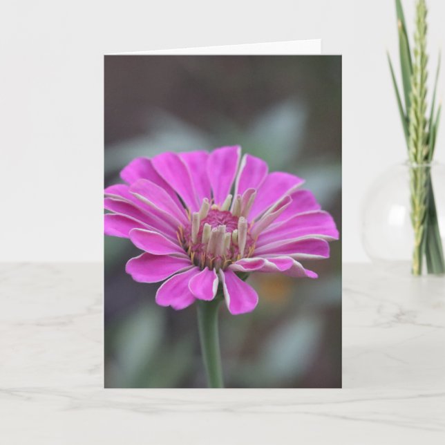Tarjeta de flor de zinnia rosa 5 x 7 (en blanco de (Anverso)