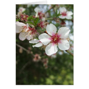 Tarjeta de Flor en Blanco