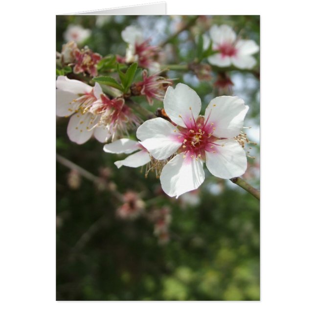 Tarjeta de Flor en Blanco (Frente)