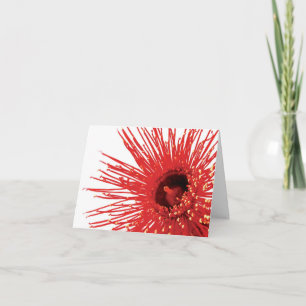 Tarjeta de flor fotográfica Corymbia ficifolia "Wi