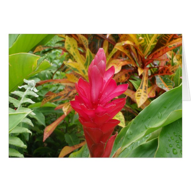 Tarjeta de flor Ginger (Anverso (Horizontal))