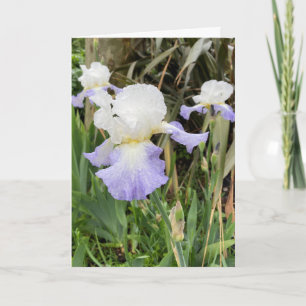 Tarjeta de flor Iris púrpura en blanco
