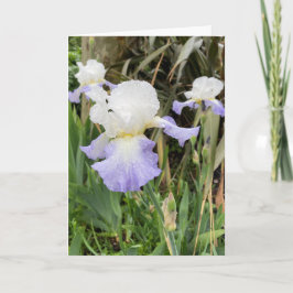 Tarjeta de flor Iris púrpura en blanco