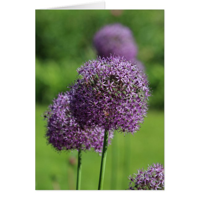 Tarjeta de flor morada Allium (Frente)