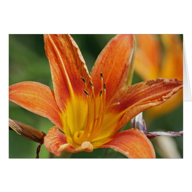 Tarjeta de flor naranja (Anverso (Horizontal))