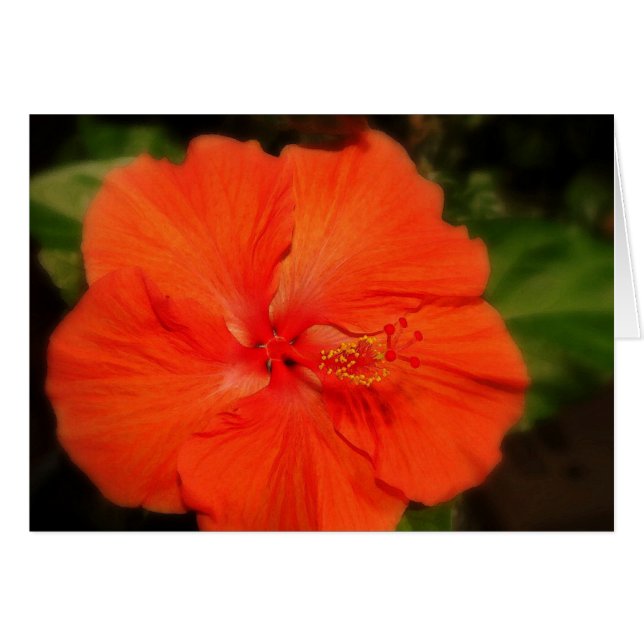 Tarjeta de flor naranja Hibiscus (Anverso (Horizontal))