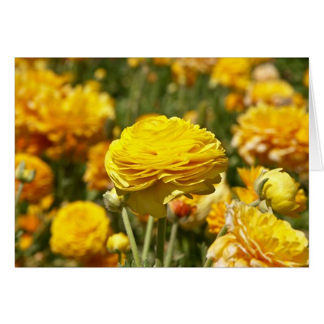 Tarjeta de flor Ranunculus amarilla (Anverso (Horizontal))