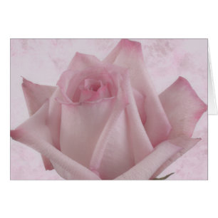 Tarjeta de flor rosa rosa suave