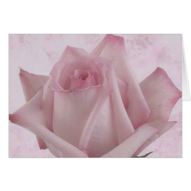 Tarjeta de flor rosa rosa suave (Anverso (Horizontal))