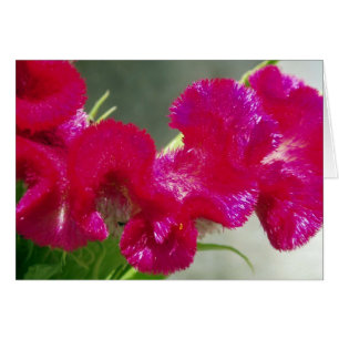 Tarjeta de Flor Rosa Swirly