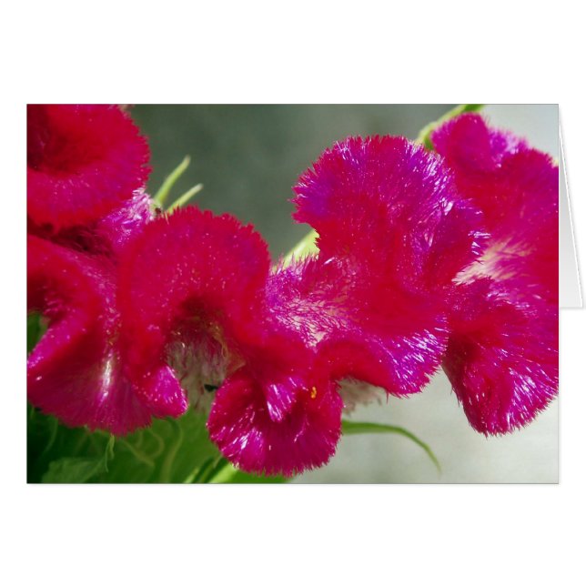 Tarjeta de Flor Rosa Swirly (Anverso (Horizontal))