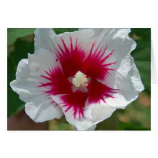 Tarjeta de flor Starburst