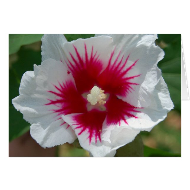 Tarjeta de flor Starburst (Anverso (Horizontal))