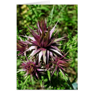 Tarjeta de flor Thistle Sharp