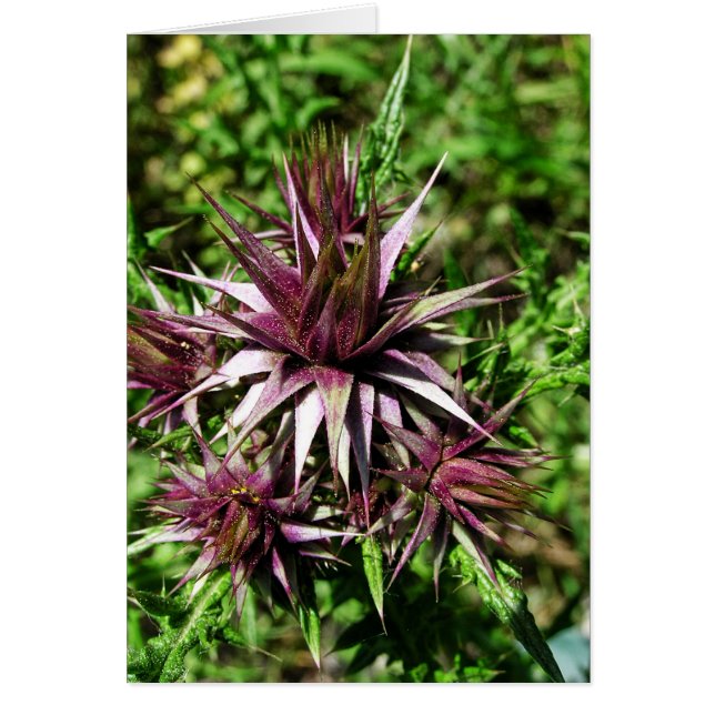 Tarjeta de flor Thistle Sharp (Frente)