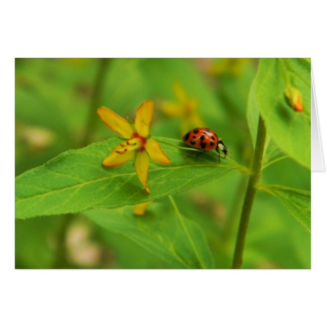Tarjeta de Flor y Ladybug (Anverso (Horizontal))