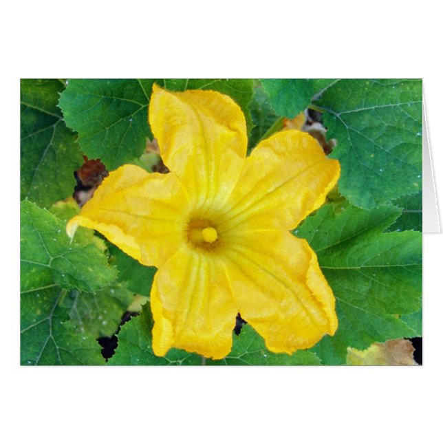 Tarjeta de flor Zucchini (Anverso (Horizontal))
