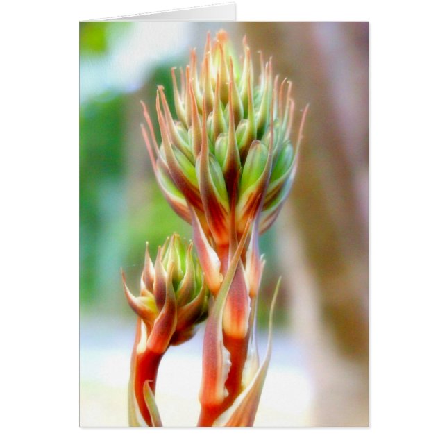 TARJETA DE FLORES ALOE VERA (Frente)