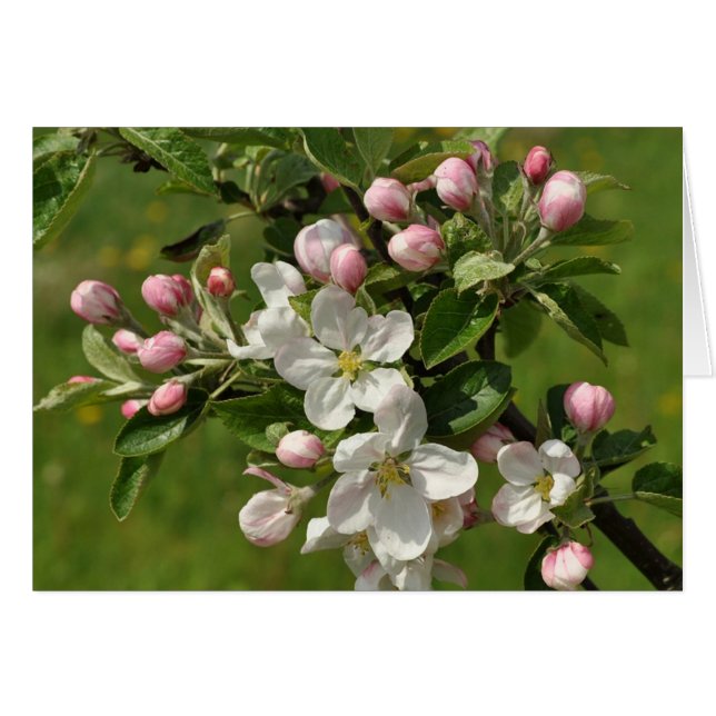 Tarjeta de flores Apple (Anverso (Horizontal))