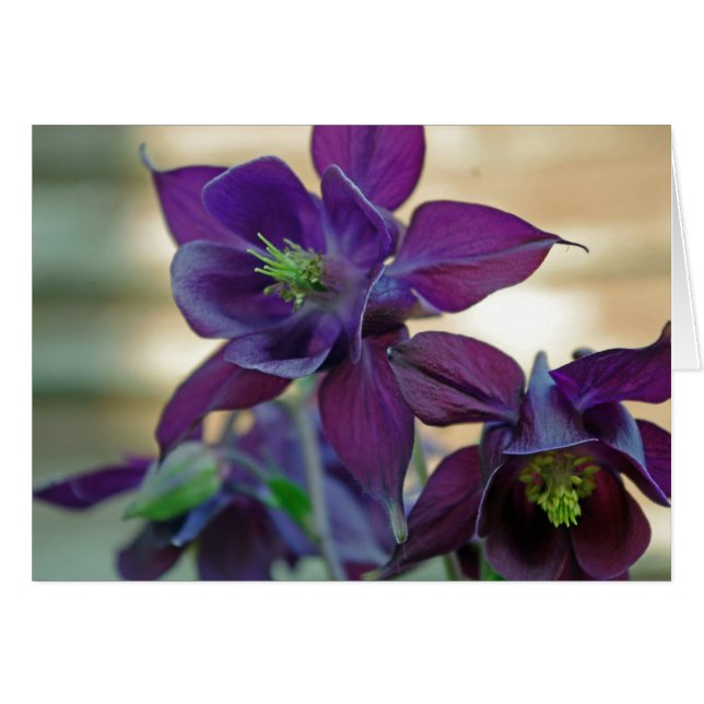 tarjeta de flores aquilegia vulgaris (Anverso (Horizontal))