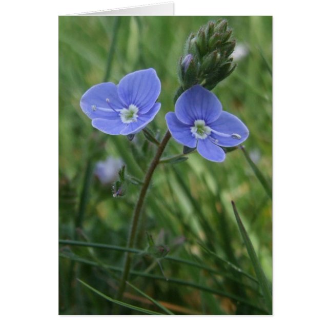 Tarjeta de flores azules de Speedwell (Frente)