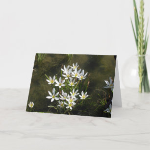 Tarjeta de Flores Blancas