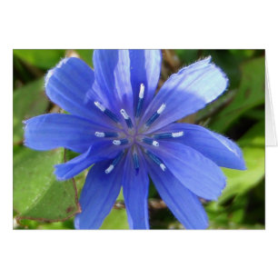 Tarjeta de flores de achicoria