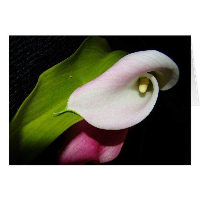Tarjeta de flores de Calla Lily (Anverso (Horizontal))