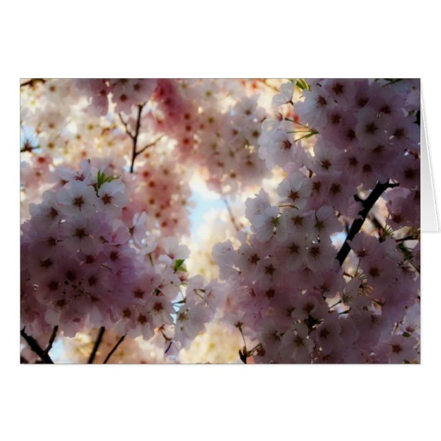Tarjeta de flores de cerezo (Anverso (Horizontal))