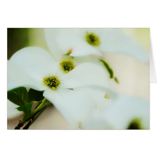 Tarjeta de flores de dogwood (Anverso (Horizontal))