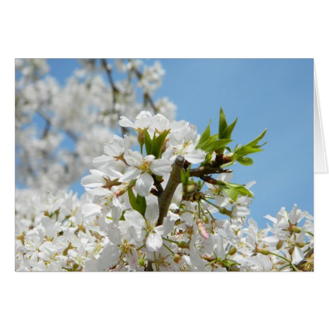 Tarjeta de flores de glicinia blanca (Anverso (Horizontal))