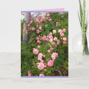 Tarjeta de flores de jardín de rosas Pink Rambling