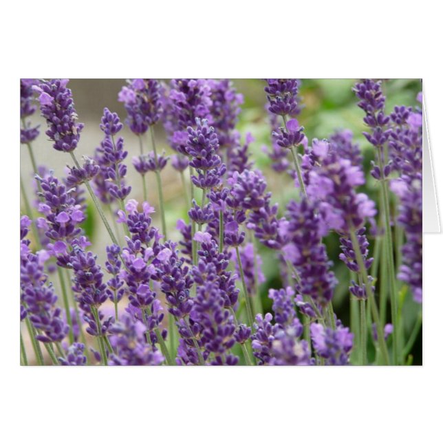 Tarjeta de Flores de Lavanda Púrpura (Anverso (Horizontal))