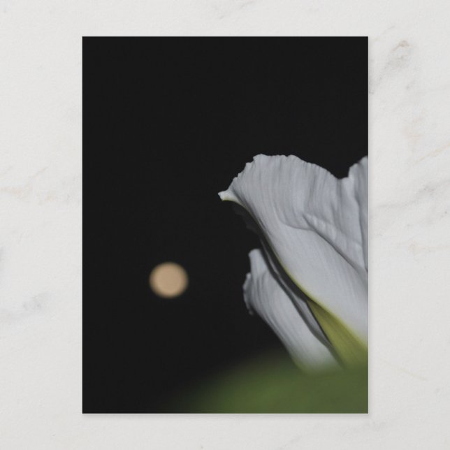 Tarjeta de flores de luna (Anverso)
