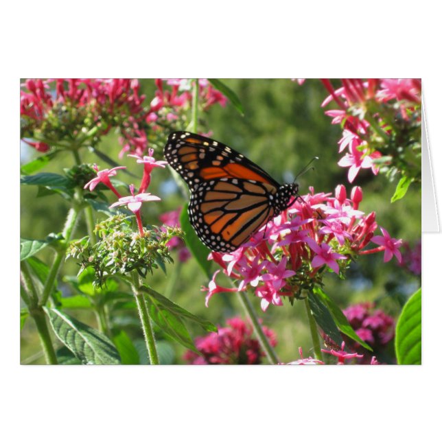 Tarjeta de flores de mantequilla (Anverso (Horizontal))