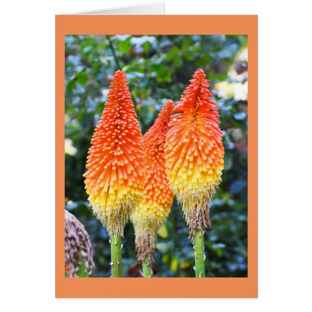 Tarjeta de flores de póquer rojo caliente (Frente)