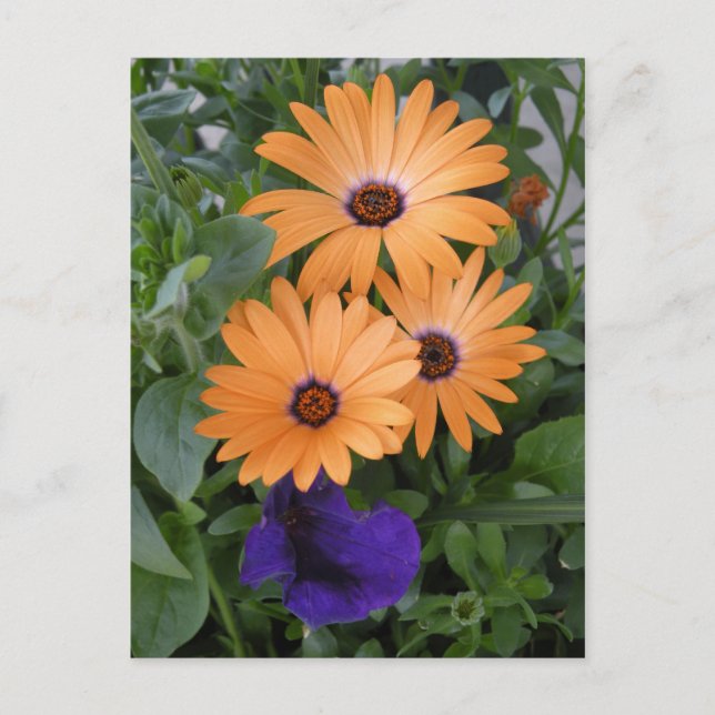 Tarjeta de flores de primavera (Anverso)