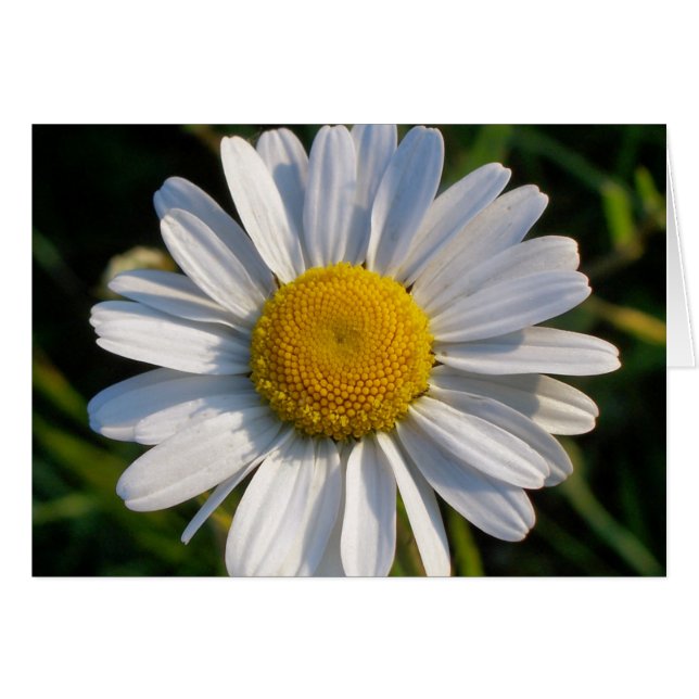 TARJETA DE FLORES DE SALVAJES (Anverso (Horizontal))